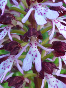 Orchis purpurea